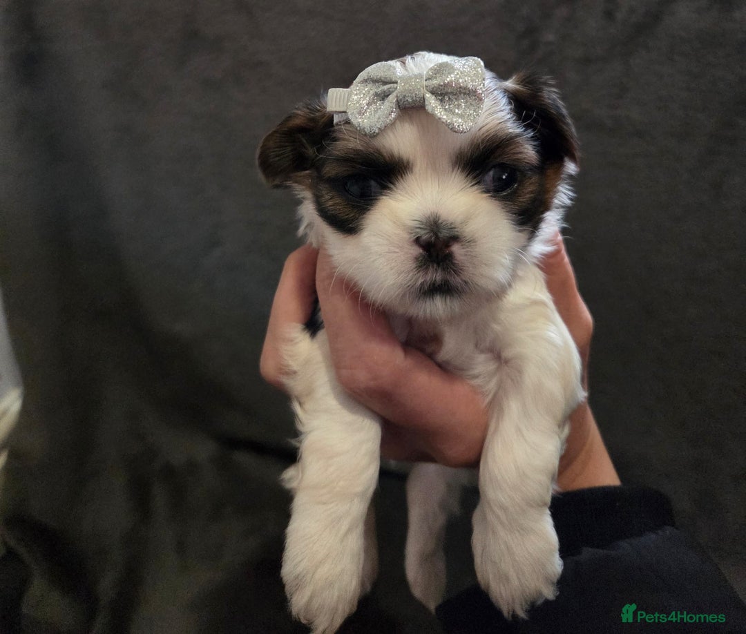 Shih Tzu dogs for sale: 3 Beautiful Shih Tzu girls left 🐶⭐️ - Advert 7
