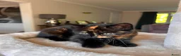 Mixed Breed cats for sale: Beautiful 8-Wk-Old Kittens Ready for Loving Homes - Advert 9