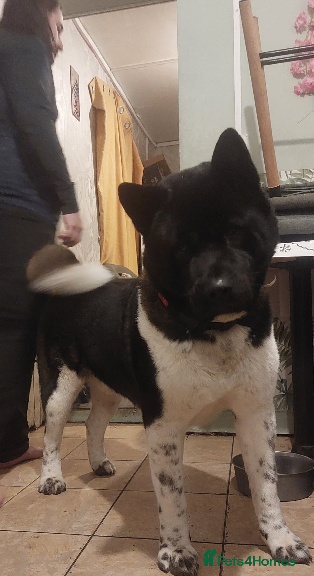 Akita dogs for sale: Kc registered beautiful akita pups  - Advert 6