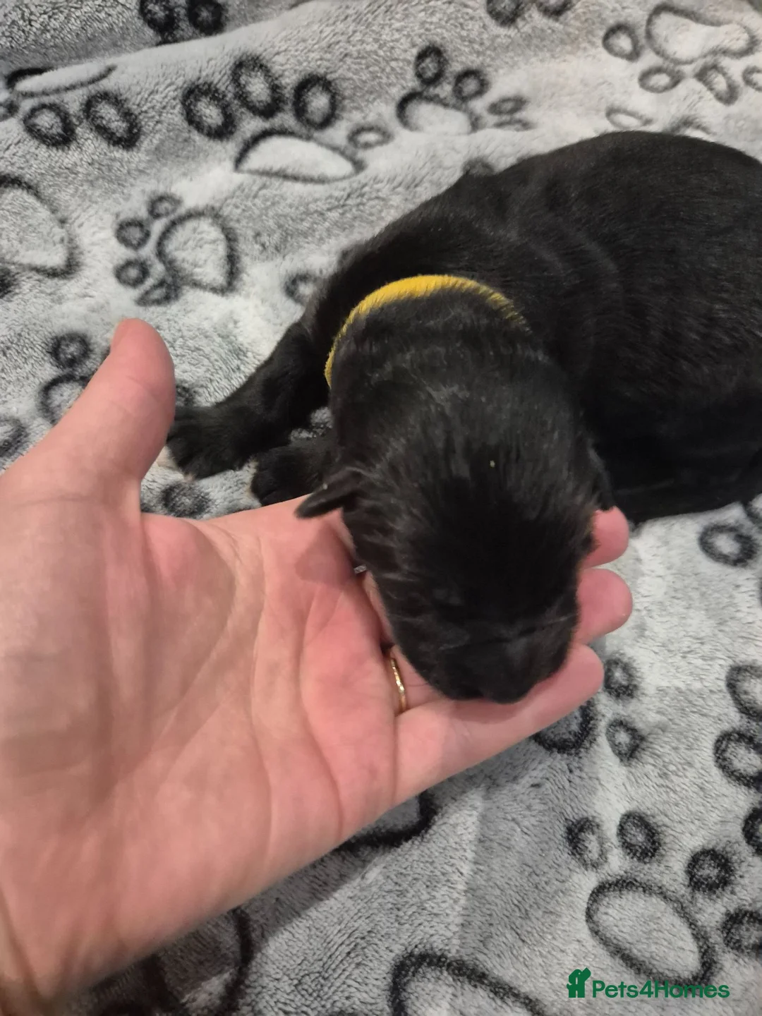 German Shepherd dogs for sale: German Shepherd Puppies Seeking New Humans - Advert 15