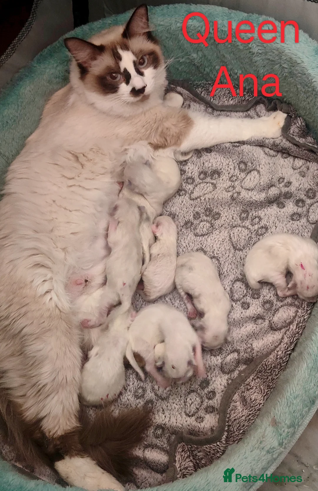 Ragdoll cats for stud: Ragdoll for Stud - Advert 16