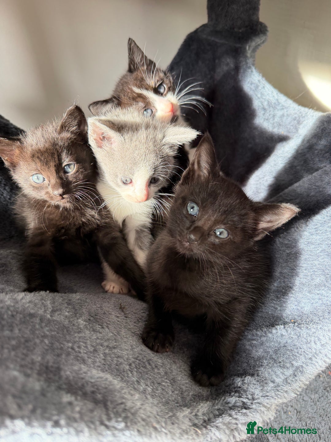 Russian Blue cats for sale: Russian Blue x BSH mixed breed Kittens  - Image 6