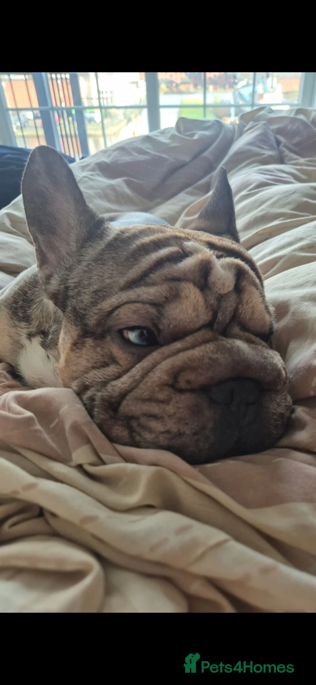 French Bulldog dogs for stud: Stud  **  Frenchie - Beautiful doggy in Ellesmere Port - Advert 3