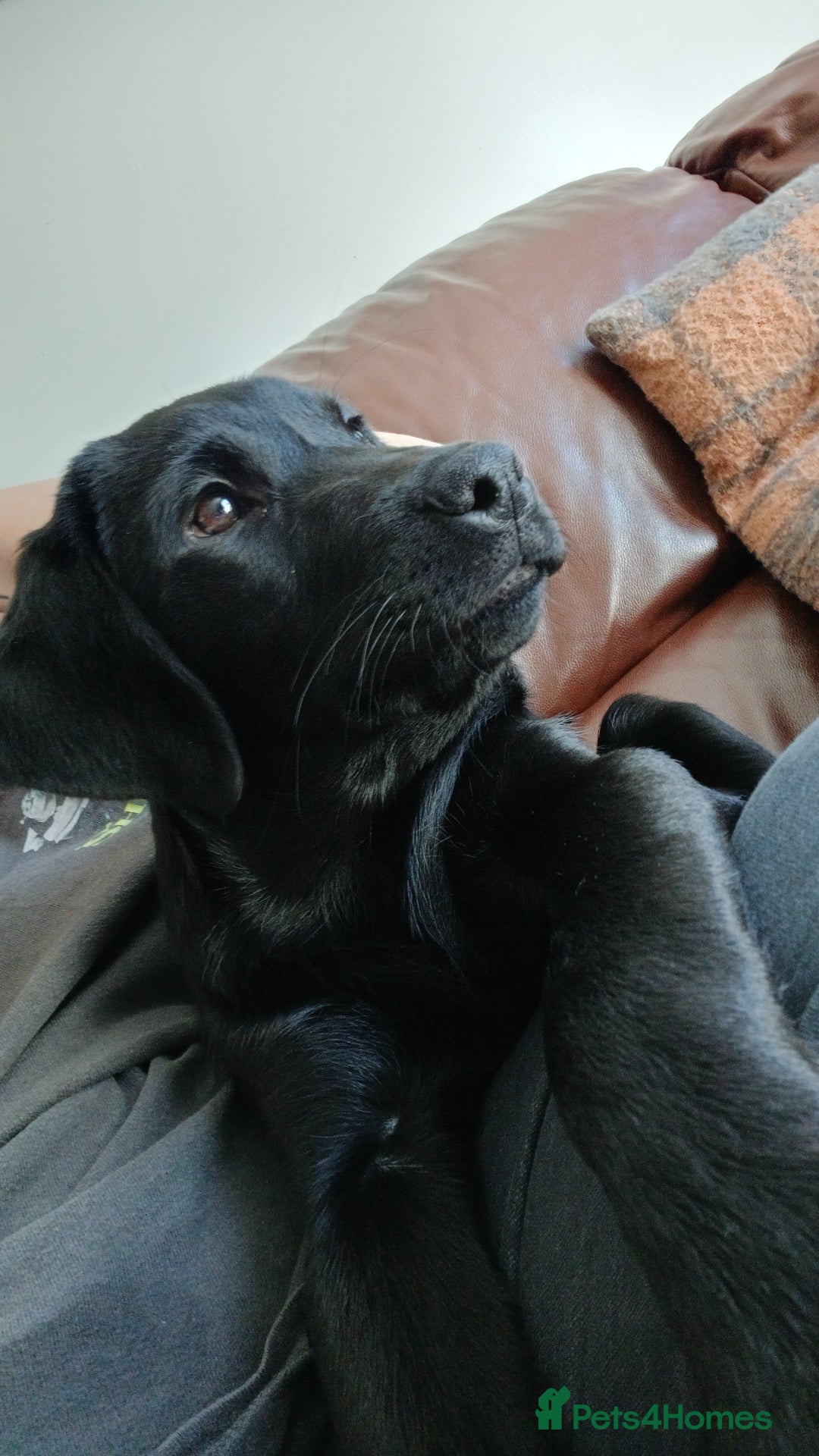 Labrador Retriever dogs for sale: Labrador puppy - Image 2
