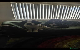 Saint Bernard dogs for sale: Henry  - Image 4