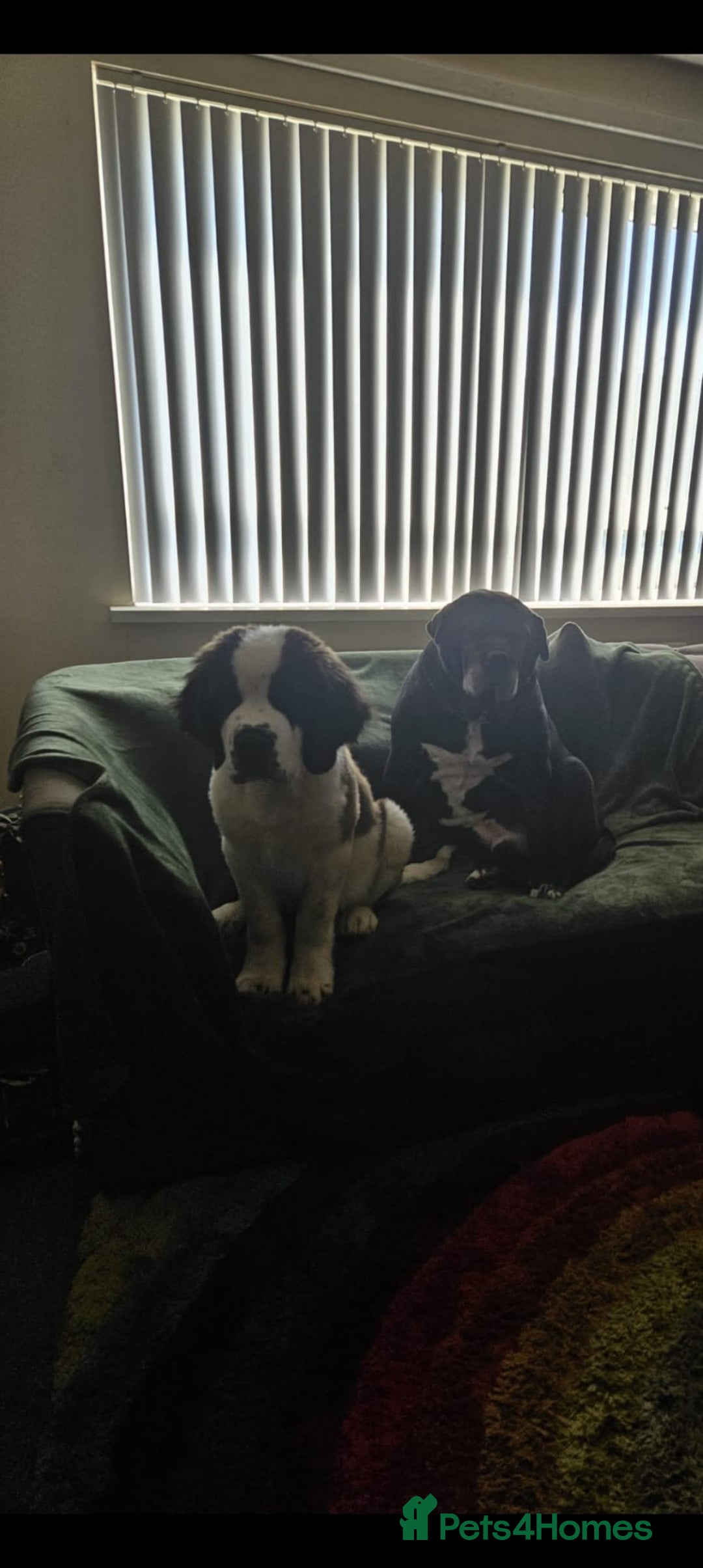 Saint Bernard dogs for sale: Henry  - Image 4