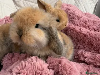 Mini Lop rabbits Vaccinated/raised indoors, mini lops and lion lop - Advert 11