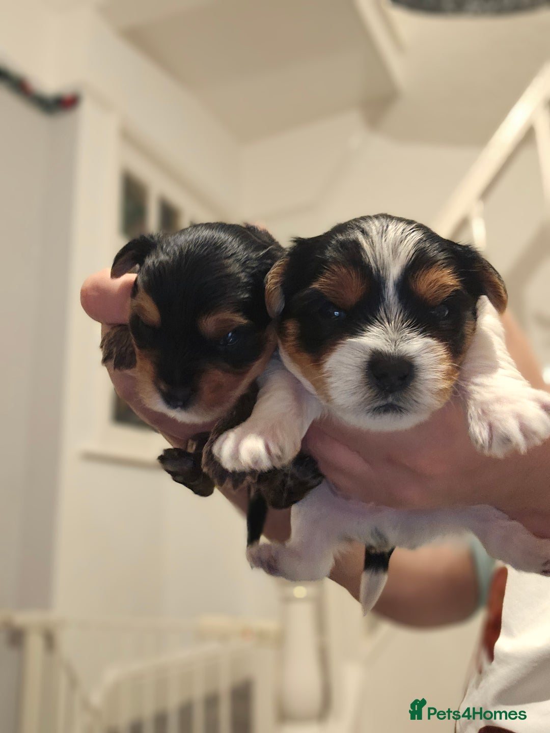 Yorkshire Terrier dogs for sale: Yorki baby - Advert 11