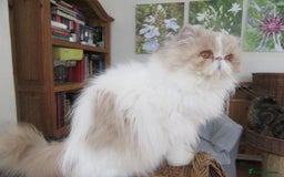 Persian cats for sale: Adorable Pedigree Persian Female Available Now - Image 3