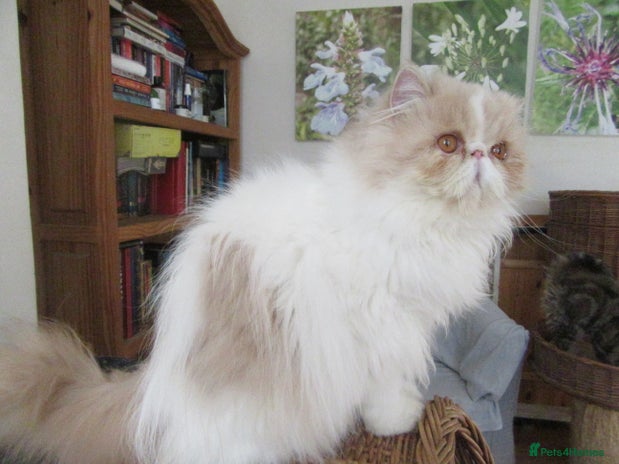 Persian cats - Advert 1