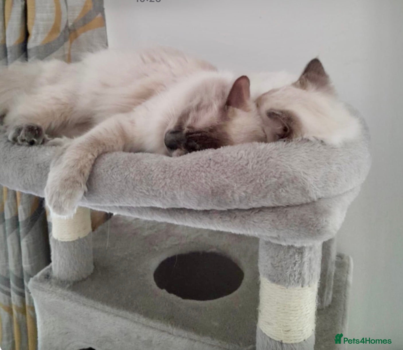 Ragdoll cats Ragdolls - Advert 1