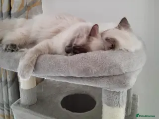 Ragdoll cats Ragdolls - Advert 15