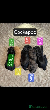 Cockapoo dogs - Advert 9