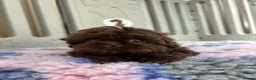 Shih Tzu dogs for sale: 💕Stunning Chocolate Shih Tzu💕 - Advert 31