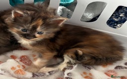 Maine Coon cats for sale: Beautiful pedigree mainecoon kitten  - Image 10