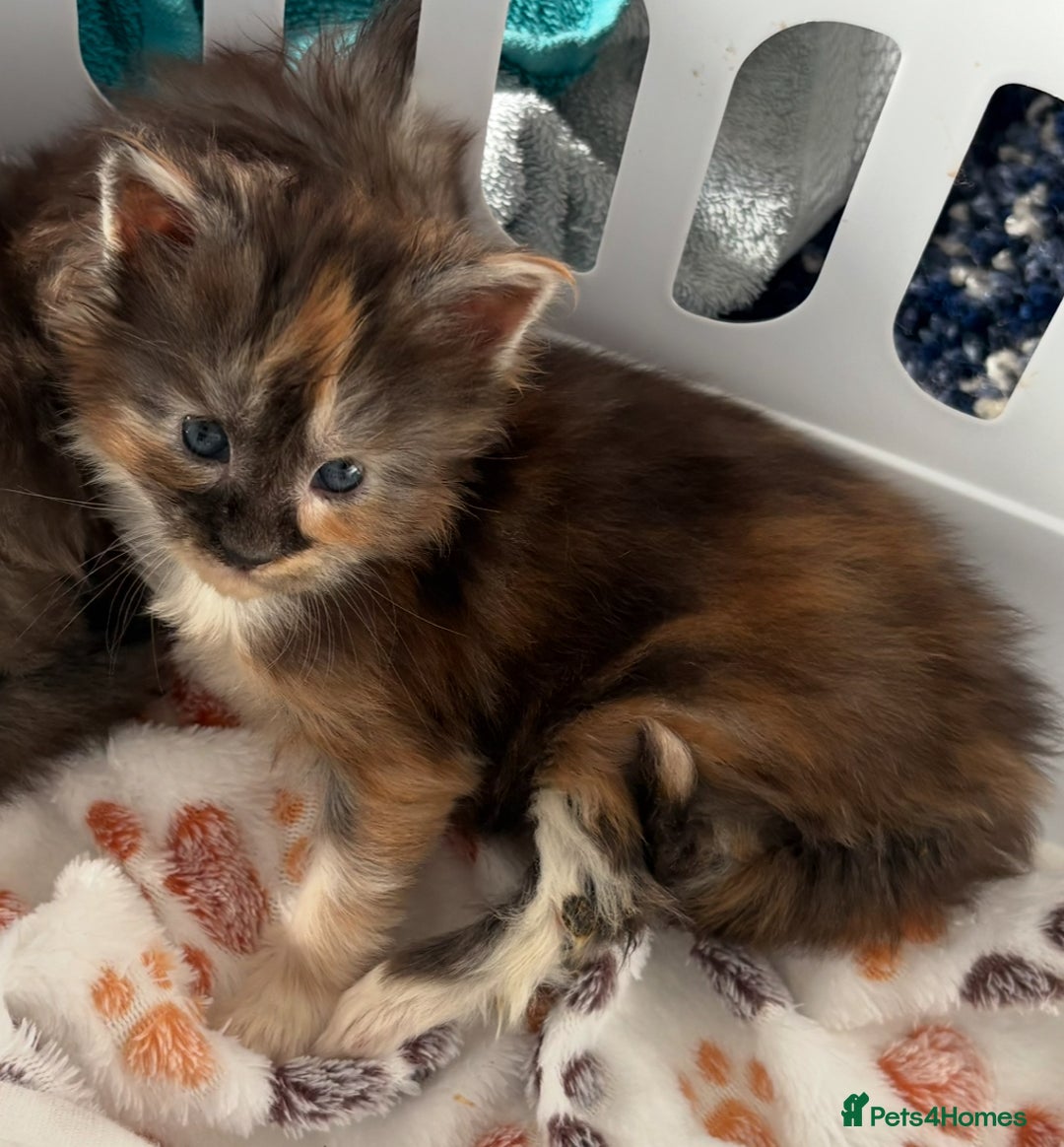Maine Coon cats for sale: Beautiful pedigree mainecoon kitten  - Image 10