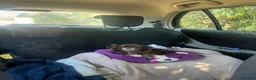 Chihuahua dogs for sale: Rare stunning chocolate chihuahua  - Advert 21