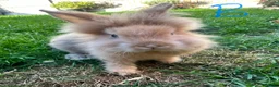 Lionhead rabbits for sale: Lionhead rabbits for sale  - Advert 16