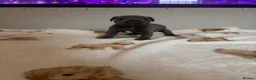 Staffordshire Bull Terrier dogs for sale: BEAUTIFUL BLUE STAFFY PUPPIES  - Advert 8