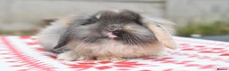 Netherland Dwarf rabbits for sale: ⭐️ Baby rabbits looking for new home ⭐️ - Advert 8
