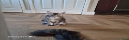 Maine Coon cats for sale: Kittens – Licensed Cattery (UK) 🐾 - Advert 4