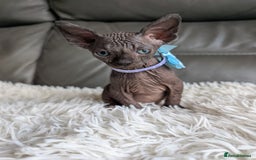 Sphynx cats for sale: Sphynx kittens - Image 12