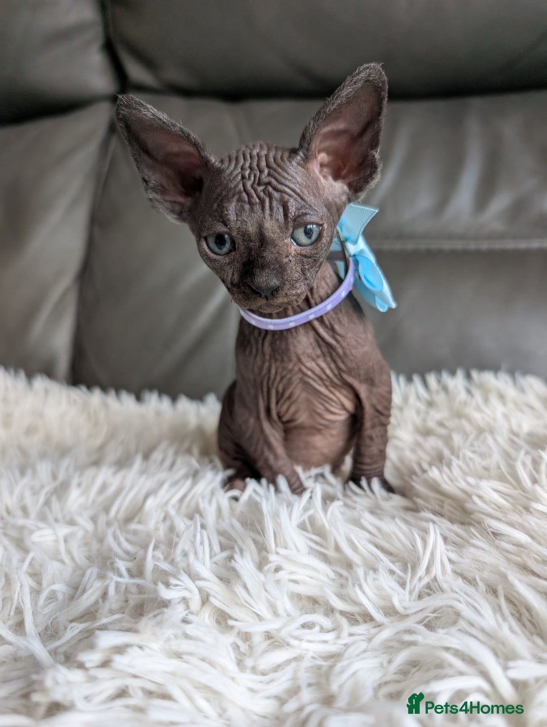 Sphynx cats for sale: Sphynx kittens - Image 12