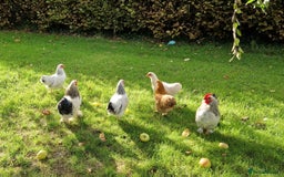 Chickens poultry for sale: Pekin bantams for sale  - Image 2