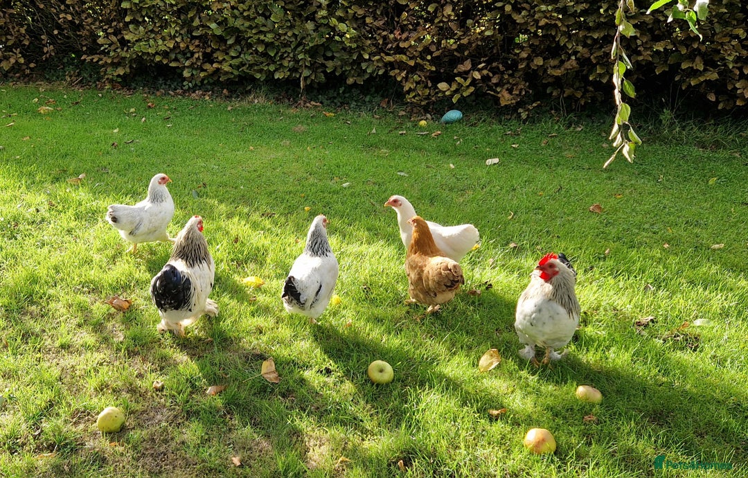Chickens poultry for sale: Pekin bantams for sale  - Image 2