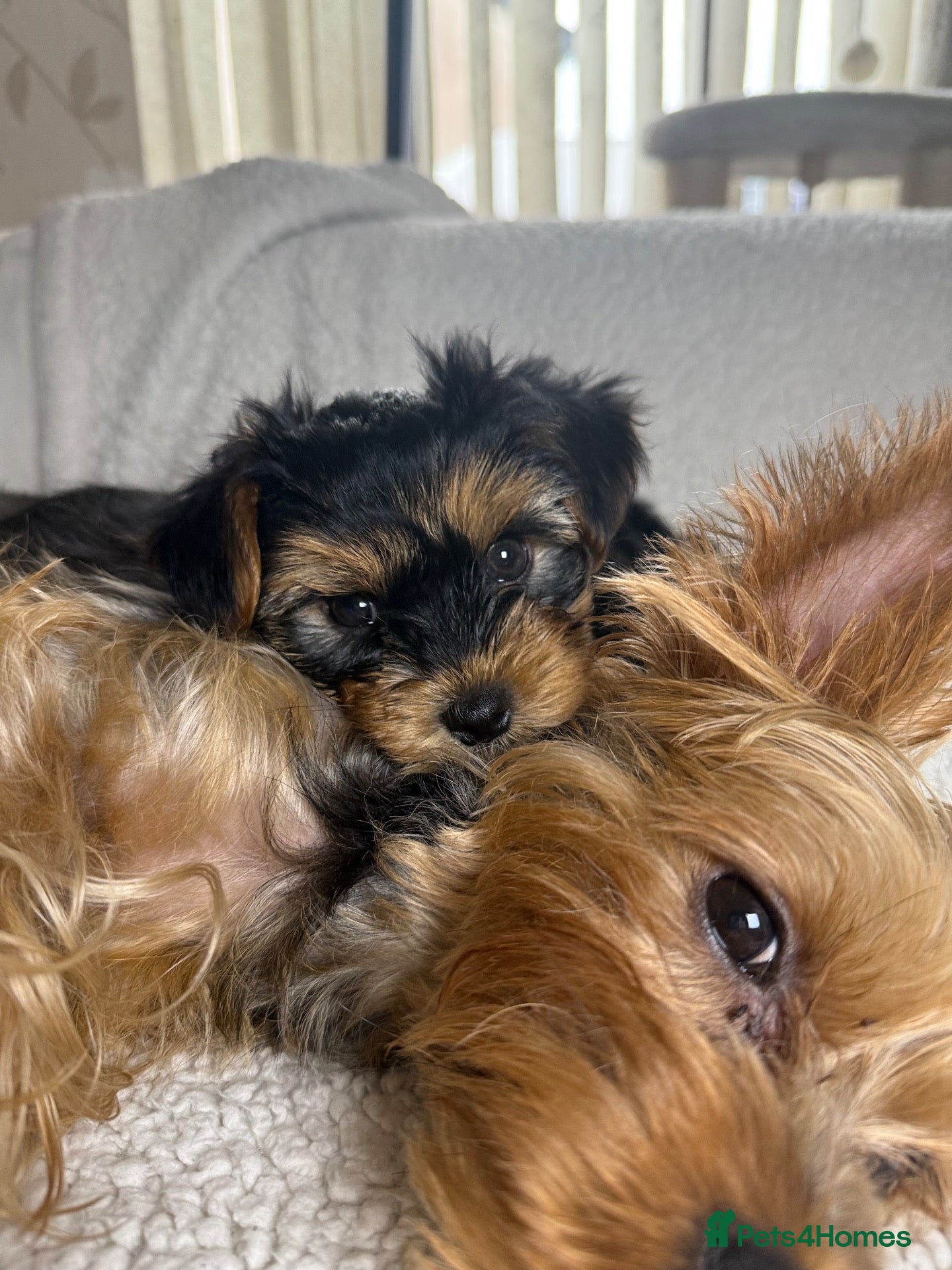 Yorkshire Terrier dogs Yorkshire Terrier Puppies for Sale - Advert 15