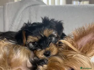 Yorkshire Terrier dogs Yorkshire Terrier Puppies for Sale - Advert 15