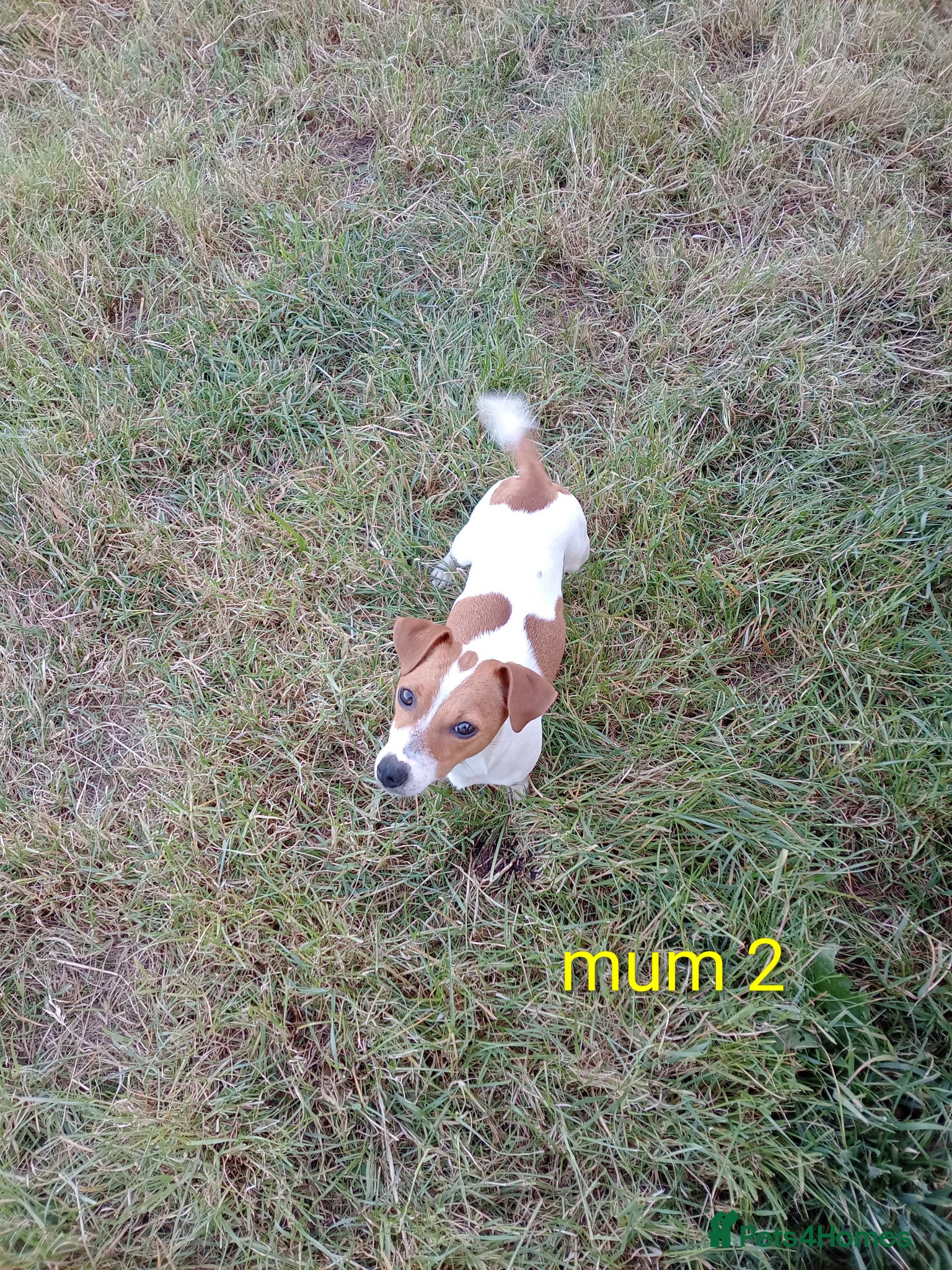 Jack Russell dogs JRT puppies (3 girls and 3 boys) - Advert 17