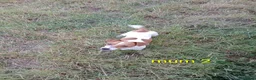 Jack Russell dogs for sale: JRT puppies (3 girls and 3 boys) - Advert 1