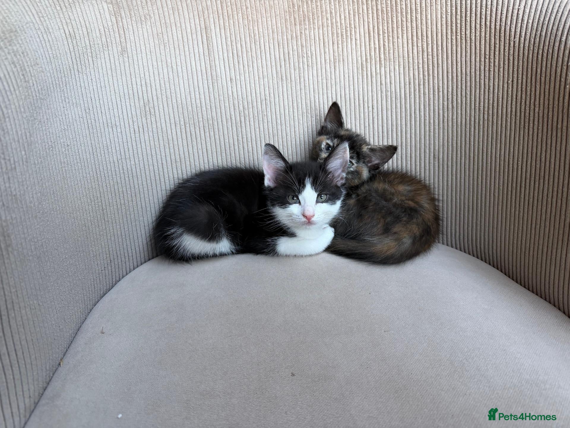Mixed Breed cats 2 Gorgeous Cross Kittens Looking for Loving Homes - Advert 2