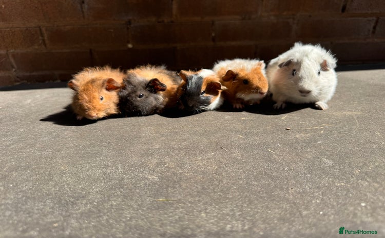 Guinea Pig rodents - Advert 2