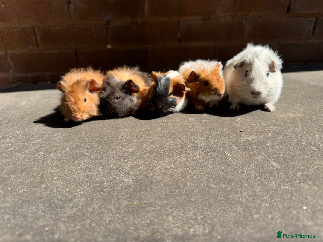 Guinea Pig rodents for sale: Stunning baby male guinea pigs  - Image 1
