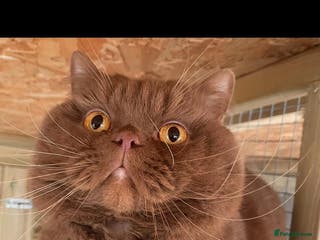 British Shorthair cats for stud: Cinnamon PROVEN Polish import / gccf champion - Advert 2