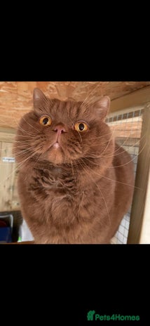 British Shorthair cats - Advert 9