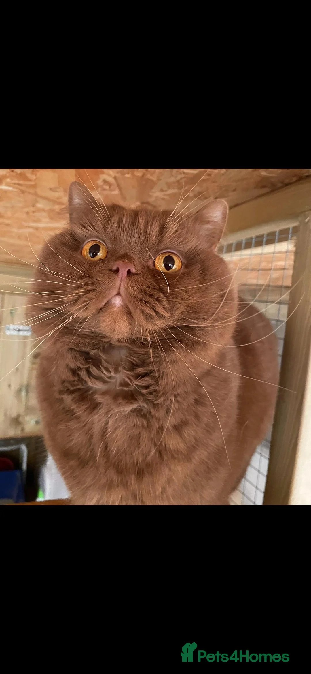 British Shorthair cats for stud: Cinnamon PROVEN Polish import / gccf champion - Advert 1