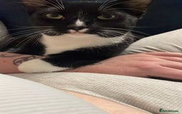 British Shorthair cats for sale: 2 loving cats to rehome - Image 5