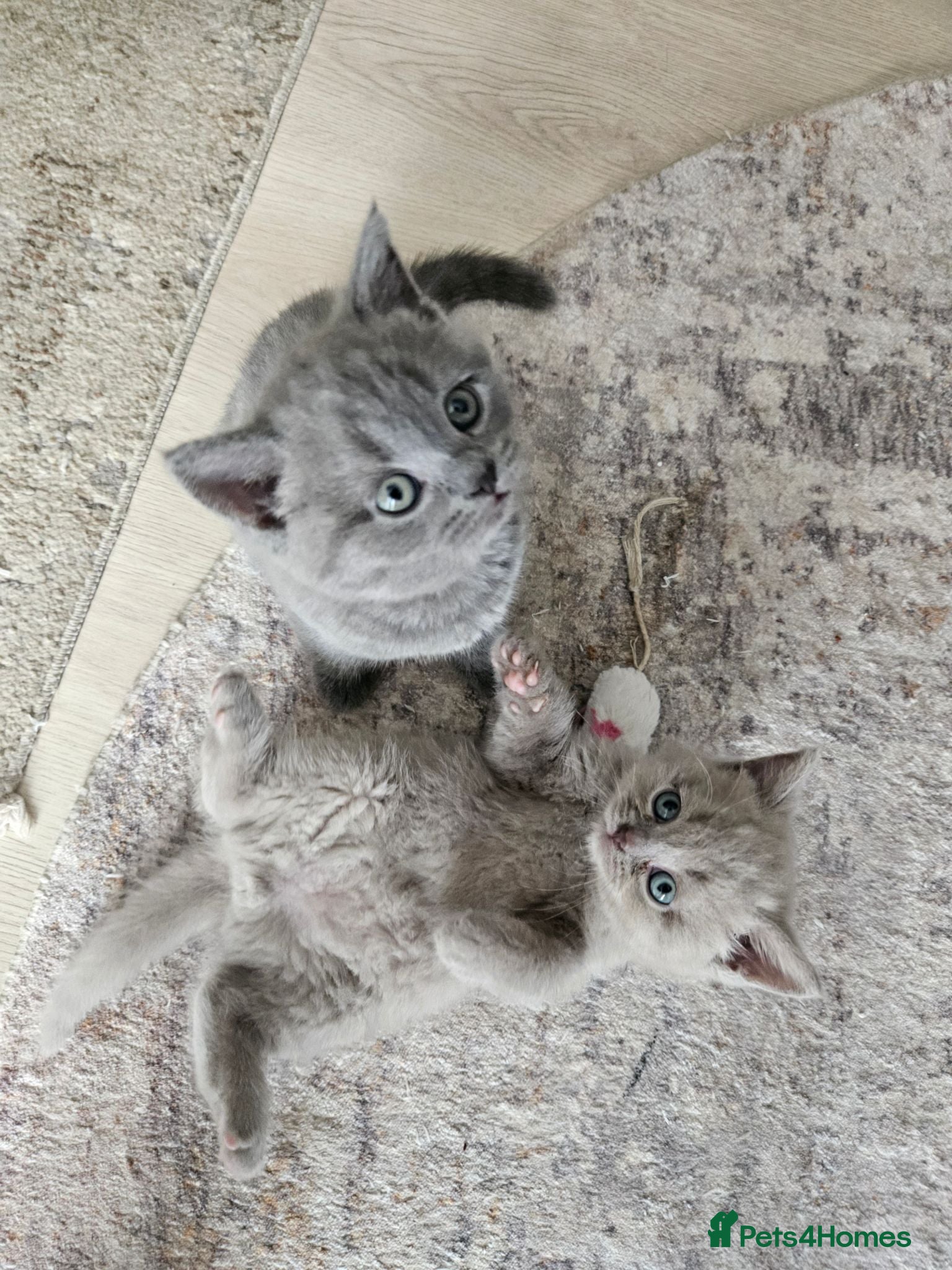 British Shorthair cats British Shorthair kittens!  - Advert 3