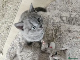 British Shorthair cats British Shorthair kittens! - Advert 3