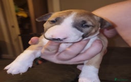 English Bull Terrier dogs for sale: English bull terrier  - Image 15