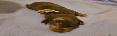 Miniature Dachshund 5