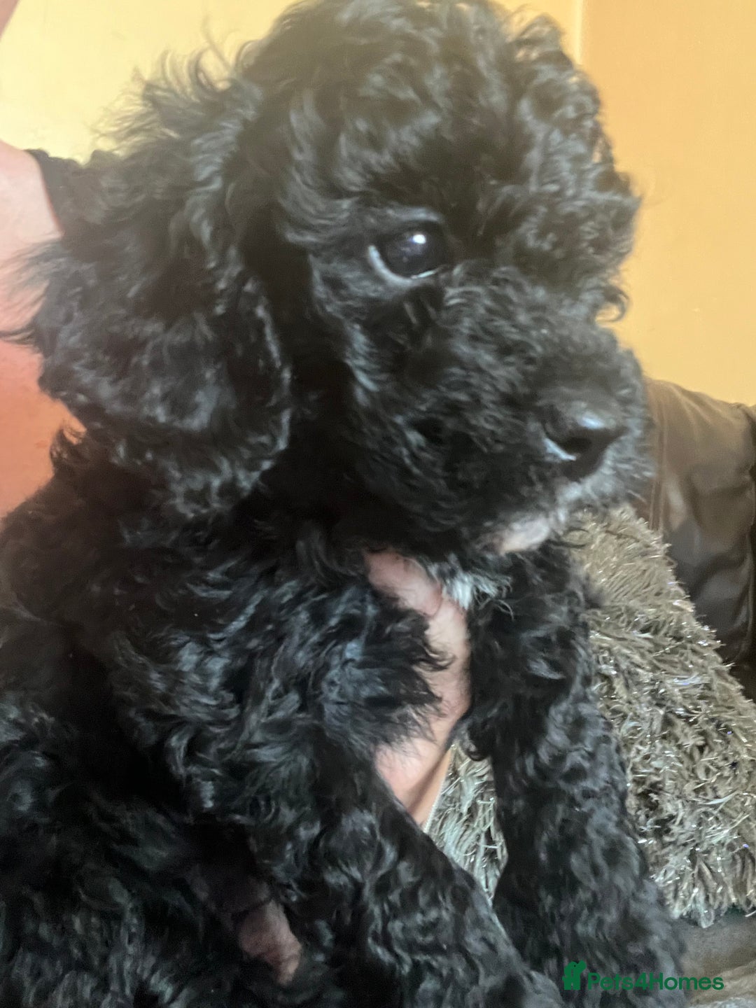 Poochon dogs for sale: 2 poochon girls available  - Image 10