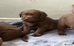 Labrador Retriever dogs for sale: KC SILVER/CHOCOLATE PEDIGREE LABRADOR PUPIES - Image 15