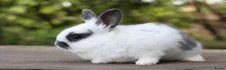 Angora rabbits for sale:     Beautiful Baby Angora Cross Rabbits - Advert 4
