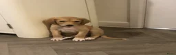 Saluki dogs for sale: Beautiful Saluki puppies Now Available - Advert 10