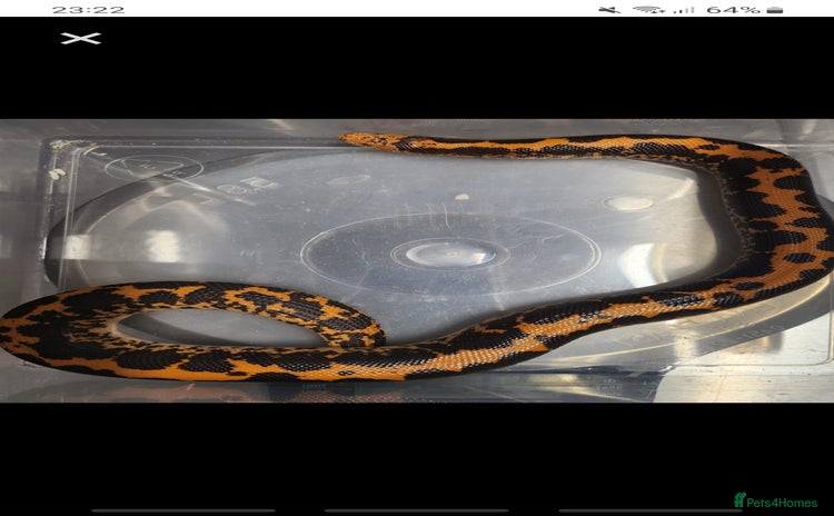 Snake reptiles - Advert 8