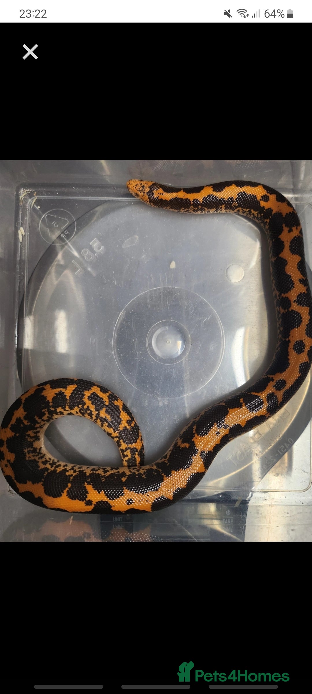 Snake reptiles for sale: Pair of Kenyan sandboas  - Image 2